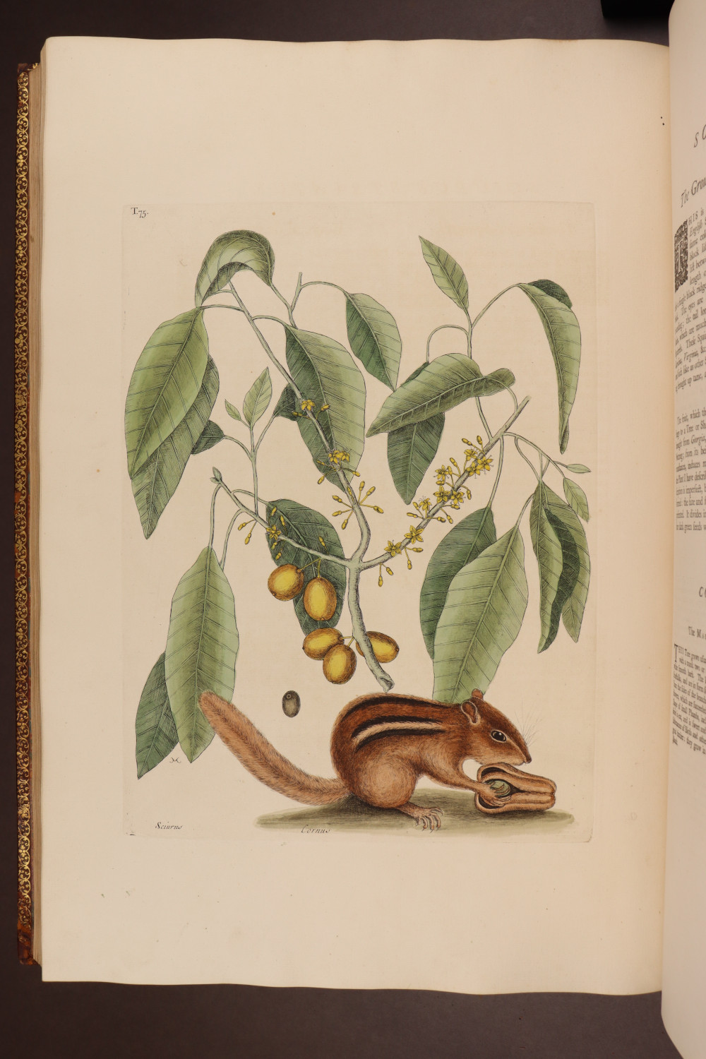Plate  75